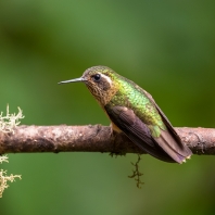kolibřík mozaikový - Adelomyia melanogenys