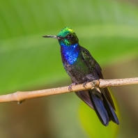 kolibřík naposký - Campylopterus villaviscensio
