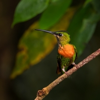 kolibřík nazlátlý - Heliodoxa aurescens
