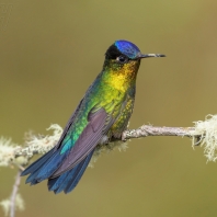 kolibřík ohnivobradý - Panterpe insignis