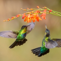 kolibřík ohnivobradý - Panterpe insignis