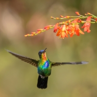 kolibřík ohnivobradý - Panterpe insignis