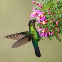 kolibřík ohnivobradý - Panterpe insignis