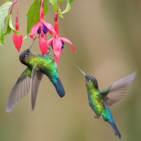 kolibřík ohnivobradý - Panterpe insignis