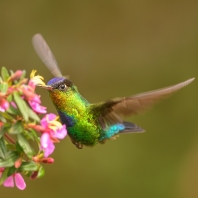 kolibřík ohnivobradý - Panterpe insignis