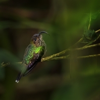 kolibřík orlozobec - Eutoxeres aquila