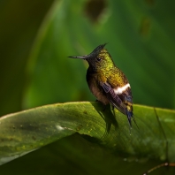 kolibřík ostrochocholatý - Discosura...