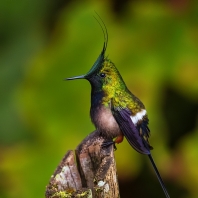 kolibřík ostrochocholatý - Discosura...