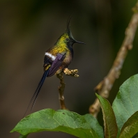 kolibřík ostrochocholatý - Discosura popelairii