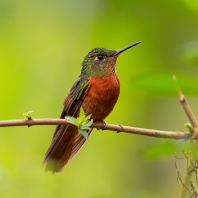 kolibřík peruánský - Boissonneaua...