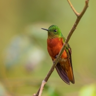 kolibřík peruánský - Boissonneaua...