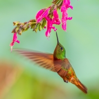 kolibřík peruánský - Boissonneaua matthewsii