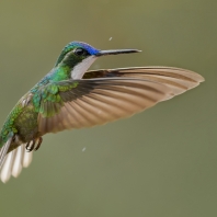 kolibřík pokřovní - Lampornis...