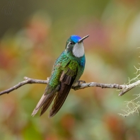 kolibřík pokřovní - Lampornis...