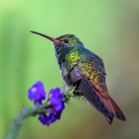 kolibříkovití - Trochilidae
