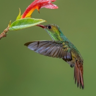 kolibřík rezavoocasý - Amazilia tzacatl