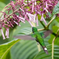 kolibřík rezavořitý - Urosticte ruficrissa
