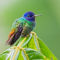 kolibřík rovníkový - Chrysuronia oenone