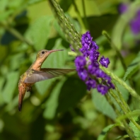 kolibřík ryšavý - Amazilia rutila