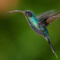 kolibřík šedobřichý - Phaethornis guy