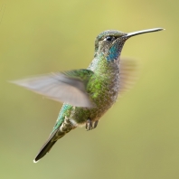 kolibřík skvostný - Eugenes fulgens
