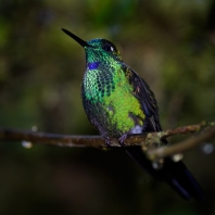 kolibřík subtropický - Heliodoxa jacula