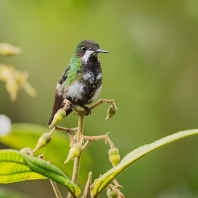 kolibřík trnoocasý - Discosura conversii