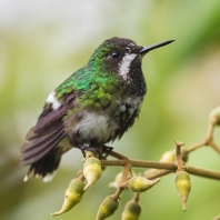 kolibřík trnoocasý - Discosura conversii