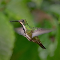 kolibřík tropický - Anthracothorax nigricollis