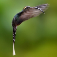 kolibřík trpasličí - Phaethornis longuemareus