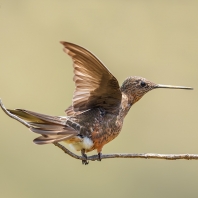 kolibřík velký - Patagona gigas