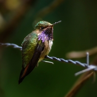 kolibřík vulkánový - Selasphorus flammula