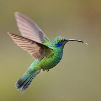 kolibřík zelený - Colibri thalassinus