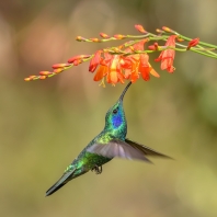 kolibřík zelený - Colibri thalassinus