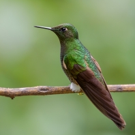 kolibřík žhnoucí - Eriocnemis vestita