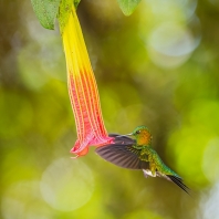 kolibřík zlatoprsý - Eriocnemis mosquera
