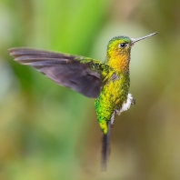 kolibřík zlatoprsý - Eriocnemis mosquera