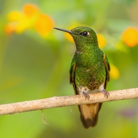 kolibřík žlutoocasý - Boissonneaua flavescens