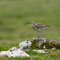 koliha malá - Numenius phaeopus