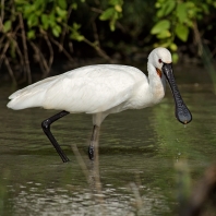 kolpík bílý - Platalea leucorodia