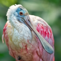 kolpík růžový - Platalea ajaja