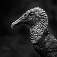kondor krocanovitý - Cathartes aura