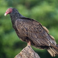 kondor krocanovitý - Cathartes aura