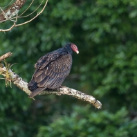kondor krocanovitý - Cathartes aura