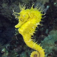 koníček mořský - Hippocampus guttulatus