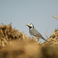 konipas bílý - Motacilla alba