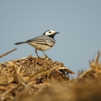 konipas bílý - Motacilla alba