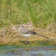 konipas bílý - Motacilla alba