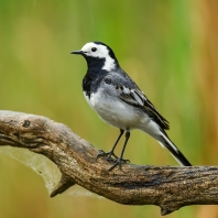 konipas bílý - Motacilla alba