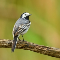 konipas bílý - Motacilla alba